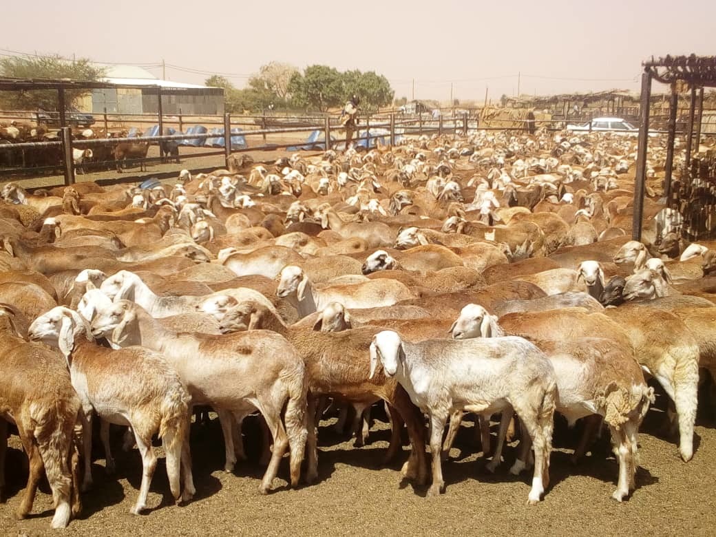 ضان سوداني