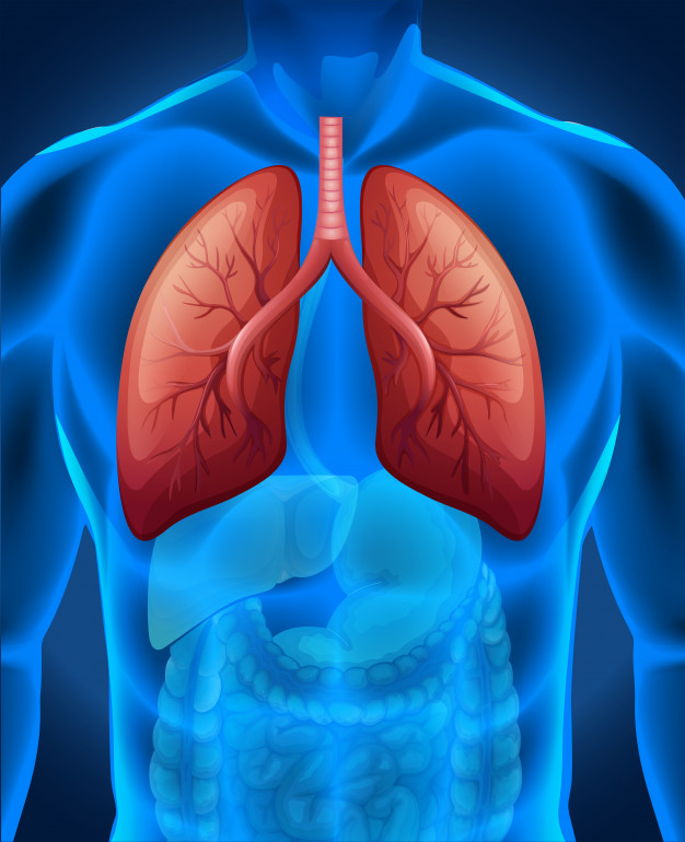 lung cancer human 1308 33181