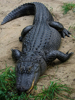 247px American Alligator