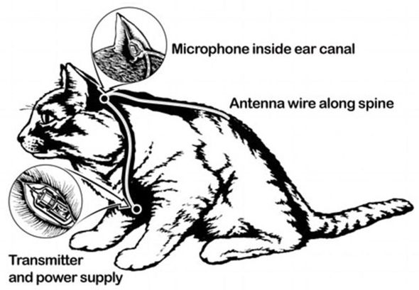 CIA Soviet cat spy Russia 916928