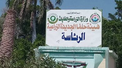 تتواصل عمليات حصاد الموسم الصيفي في مشروع حلفا الجديدة الزراعي بشرق السودان، مع تسجيل مؤشرات إنتاج متفاوتة في عدد من المحاصيل الرئيسية بالمشروع، بحسب مسؤول في إدارة المشروع.