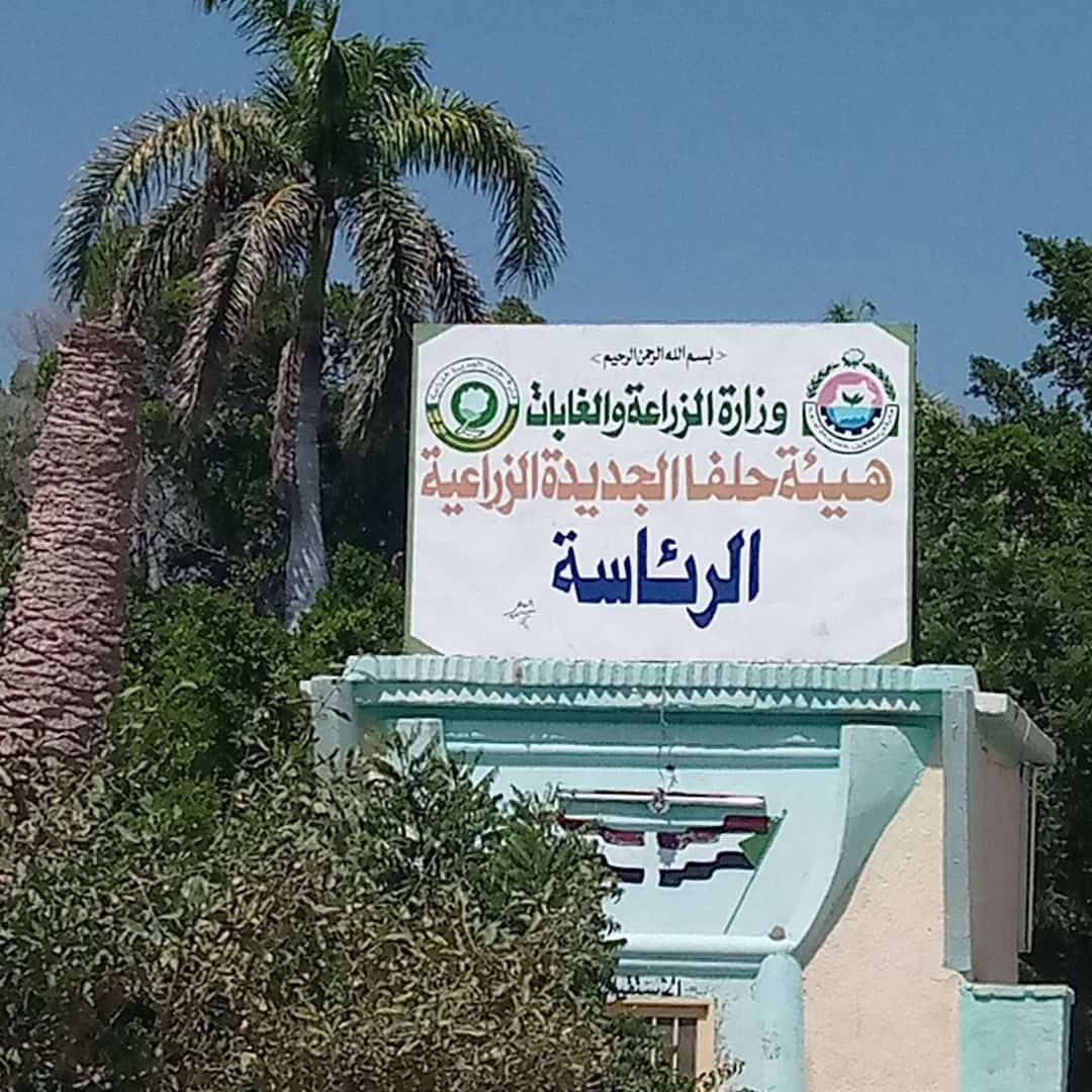 تتواصل عمليات حصاد الموسم الصيفي في مشروع حلفا الجديدة الزراعي بشرق السودان، مع تسجيل مؤشرات إنتاج متفاوتة في عدد من المحاصيل الرئيسية بالمشروع، بحسب مسؤول في إدارة المشروع.