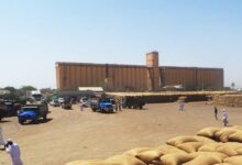 شهدت أسواق المحاصيل في ولاية القضارف، عقب عطلة عيد الفطر المبارك، ارتفاعًا ملحوظًا في أسعار عدد من المحاصيل الزراعية الرئيسية، بالتزامن مع زيادة كبيرة في حجم الوارد اليومي إلى السوق، وفقًا لما أعلنته بورصة أسعار محاصيل القضارف.