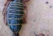 فجعت منطقة المناصير بولاية نهر النيل، بوفاة الطفلة سامية عبد الوهاب عطا الجيد (4 سنوات)، إثر تعرضها للدغة عقرب، لتنضم إلى قائمة متزايدة من ضحايا هذا الخطر المتكرر الذي يهدد حياة الأطفال في المنطقة.