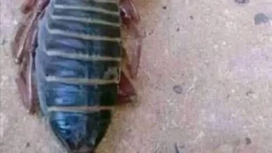 فجعت منطقة المناصير بولاية نهر النيل، بوفاة الطفلة سامية عبد الوهاب عطا الجيد (4 سنوات)، إثر تعرضها للدغة عقرب، لتنضم إلى قائمة متزايدة من ضحايا هذا الخطر المتكرر الذي يهدد حياة الأطفال في المنطقة.