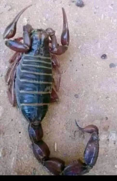 فجعت منطقة المناصير بولاية نهر النيل، بوفاة الطفلة سامية عبد الوهاب عطا الجيد (4 سنوات)، إثر تعرضها للدغة عقرب، لتنضم إلى قائمة متزايدة من ضحايا هذا الخطر المتكرر الذي يهدد حياة الأطفال في المنطقة.