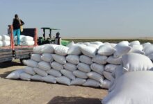 سجّل مشروع قلي الزراعي بولاية النيل الأبيض مؤشرات إنتاجية وُصفت بالمشجعة، بعد وقوف والي الولاية الفريق الركن قمر الدين محمد فضل المولى، على عمليات حصاد محصول القمح بالمشروع، في إطار الشراكة التعاقدية بين المزارعين وشركة هارفست للاستثمار الزراعي.