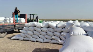 سجّل مشروع قلي الزراعي بولاية النيل الأبيض مؤشرات إنتاجية وُصفت بالمشجعة، بعد وقوف والي الولاية الفريق الركن قمر الدين محمد فضل المولى، على عمليات حصاد محصول القمح بالمشروع، في إطار الشراكة التعاقدية بين المزارعين وشركة هارفست للاستثمار الزراعي.