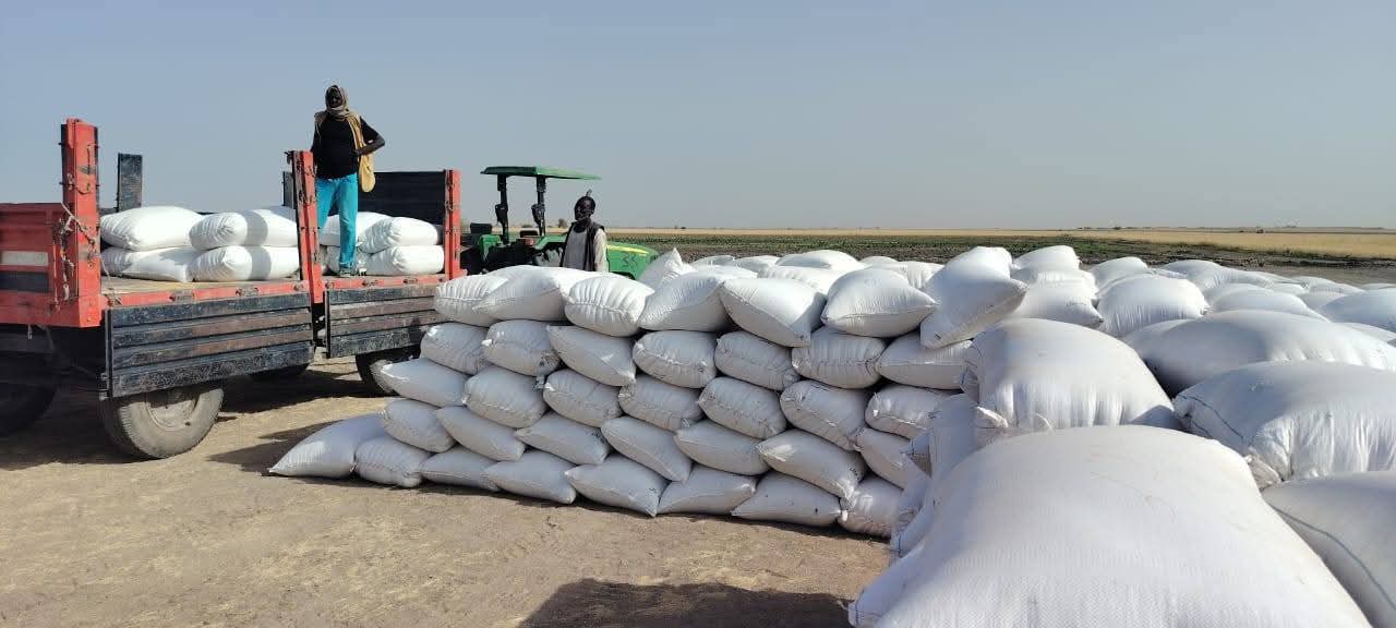 سجّل مشروع قلي الزراعي بولاية النيل الأبيض مؤشرات إنتاجية وُصفت بالمشجعة، بعد وقوف والي الولاية الفريق الركن قمر الدين محمد فضل المولى، على عمليات حصاد محصول القمح بالمشروع، في إطار الشراكة التعاقدية بين المزارعين وشركة هارفست للاستثمار الزراعي.